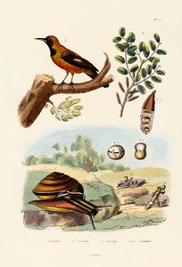 Escargot, 1833-39 - French School